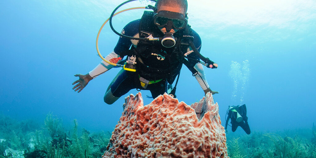 Barrier reef, belize, diving, coral