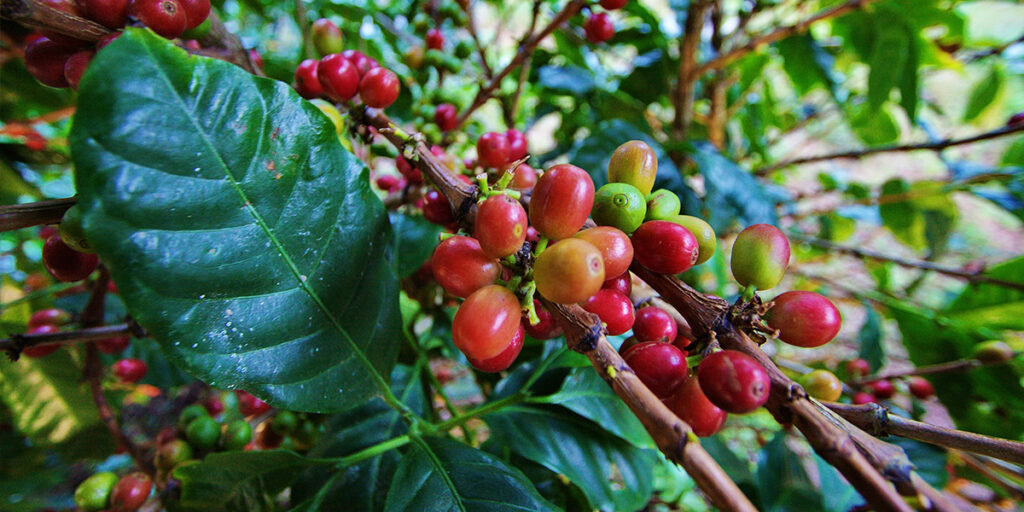 coffee route, nature, nicaragua